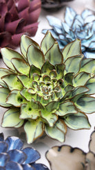 Pear Green Calico Aster - Chive UK