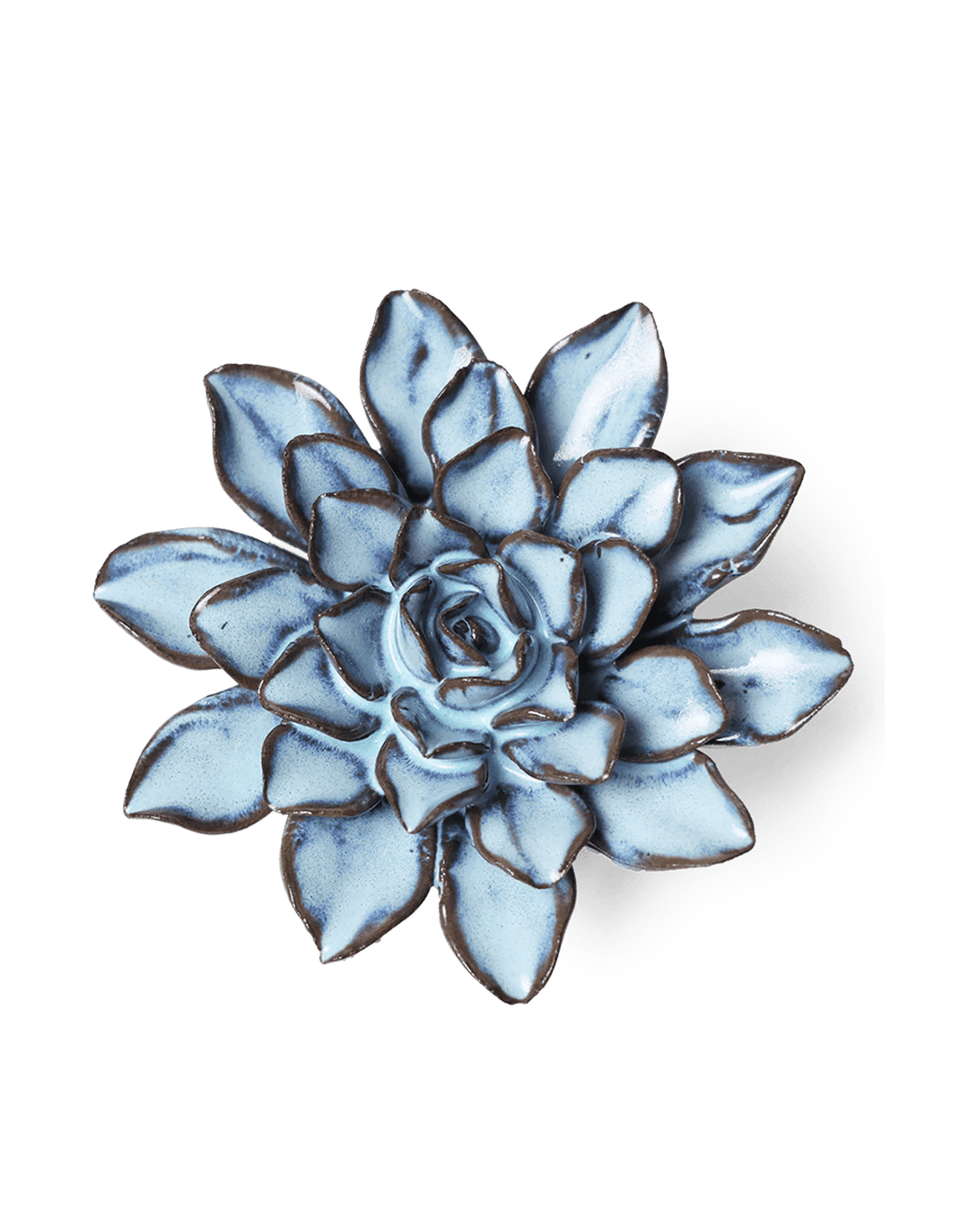 Seasonal Blue Alpine Aster - Chive UK