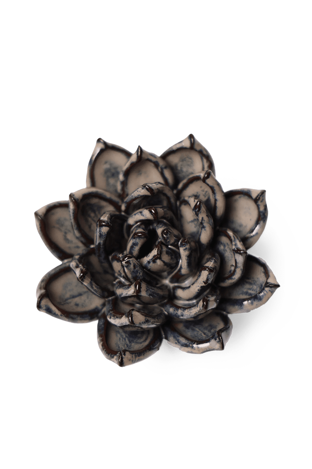 Latte Lola Echeveria - Chive UK