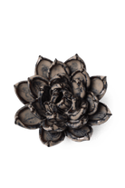 Latte Lola Echeveria - Chive UK