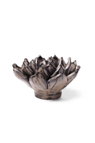 Latte Lola Echeveria - Chive UK