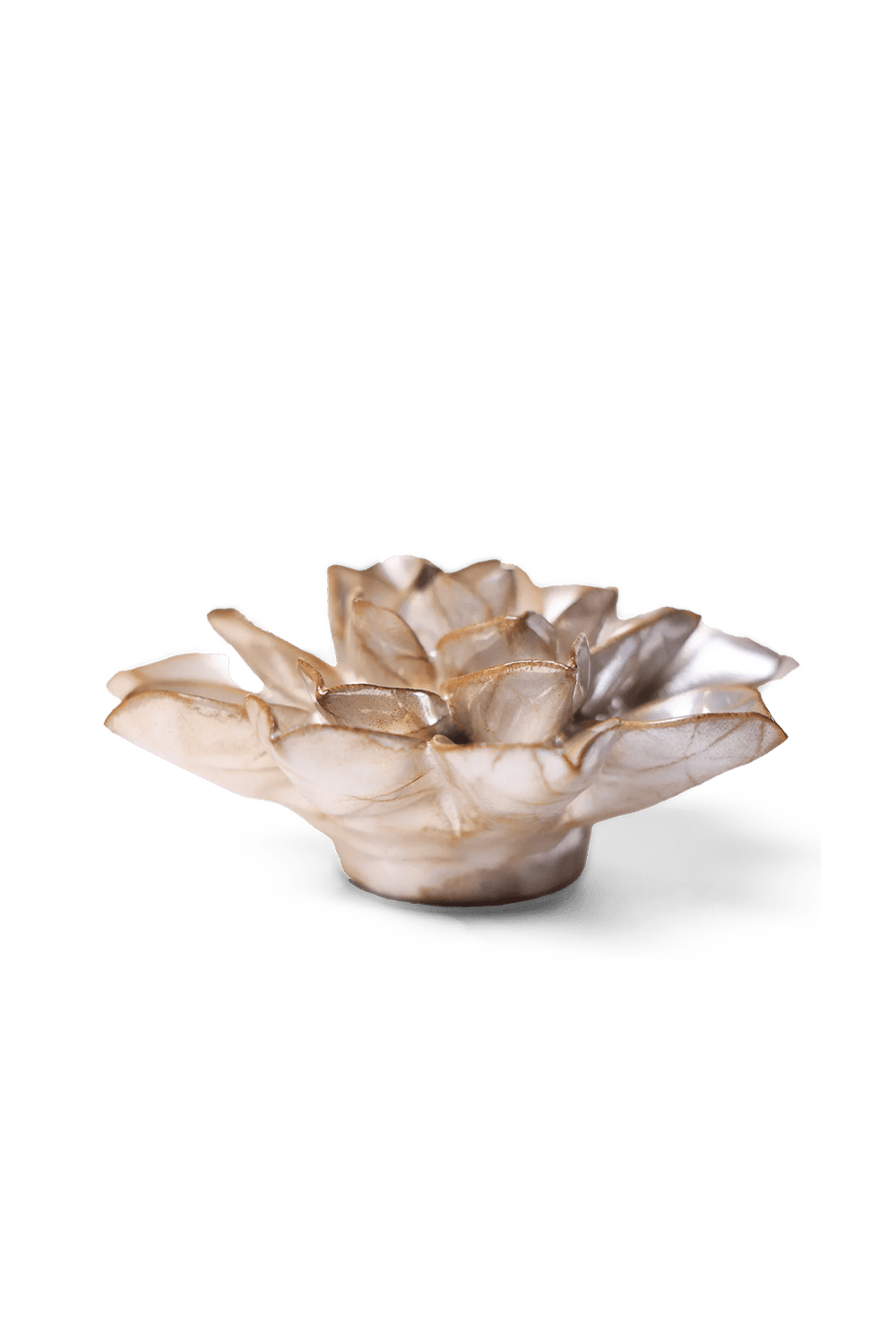 Metallic Frikartii Aster - Chive UK