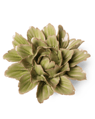 Ceramic Flower Mint Flower 14 - Chive UK