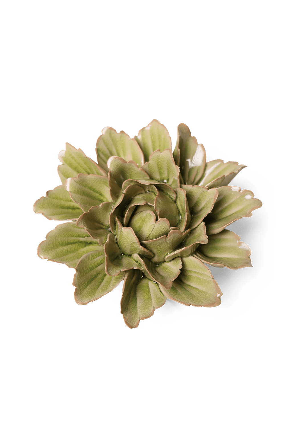 Peridot Sorbet Peony - Chive UK