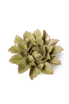 Peridot Sorbet Peony - Chive UK