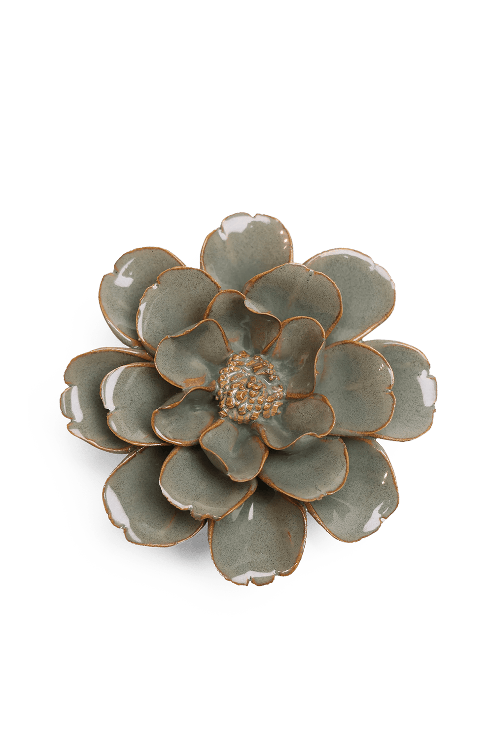 Moss Grey Oxeye Daisy - Chive UK