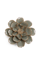 Moss Grey Oxeye Daisy - Chive UK