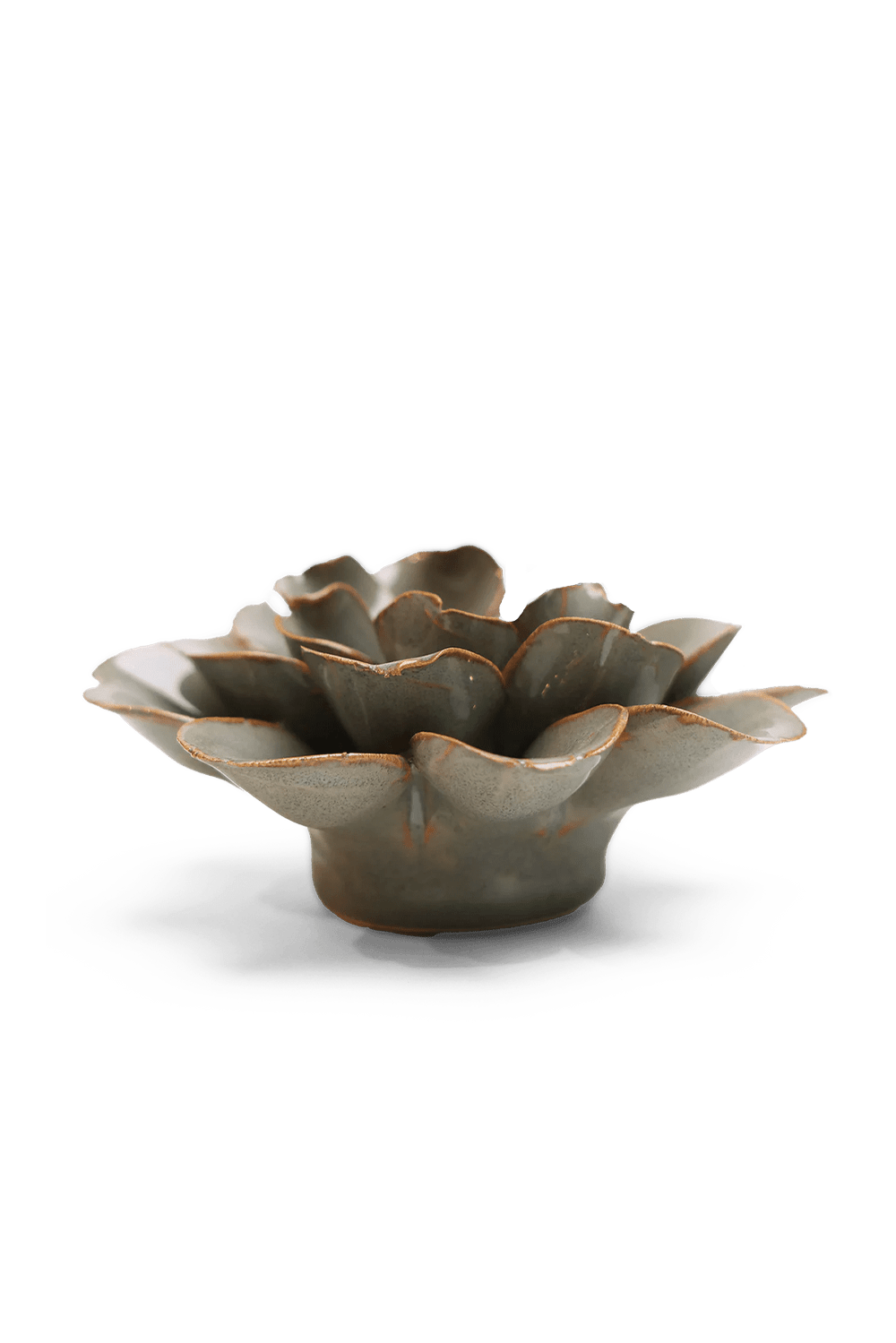 Moss Grey Oxeye Daisy - Chive UK