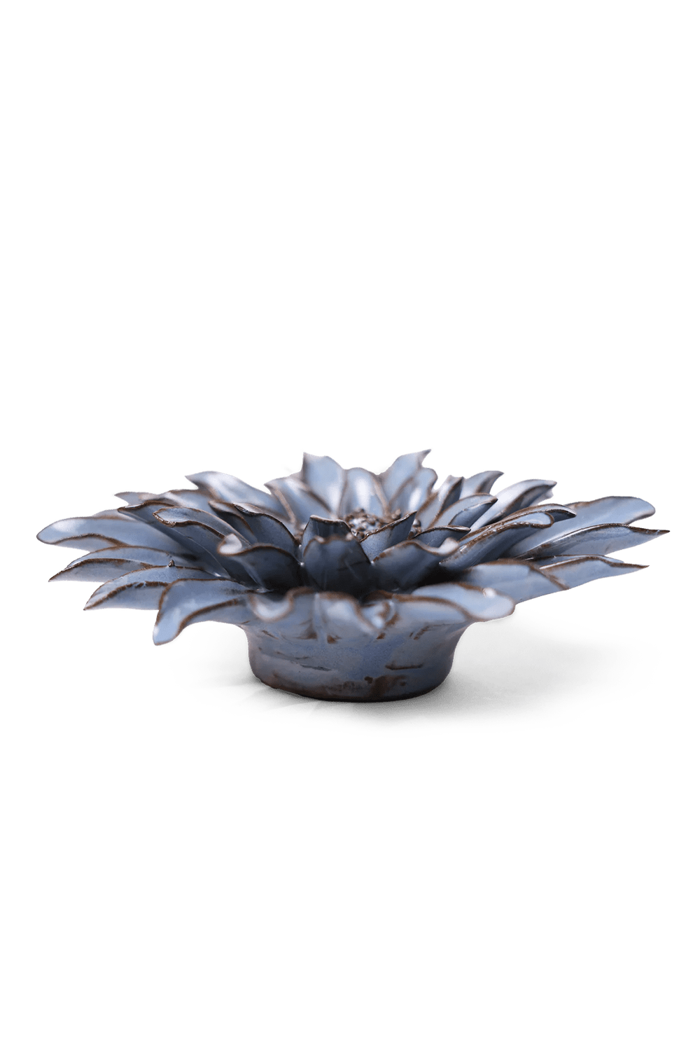 Blue Grey Gerbera Daisy - Chive UK