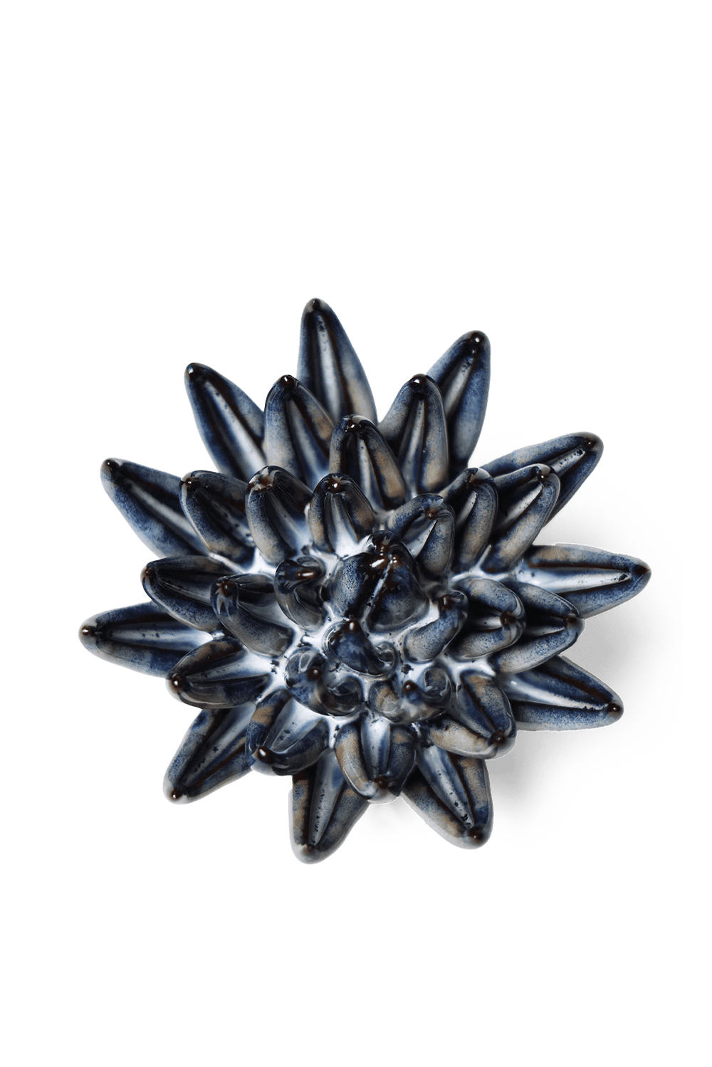 Navy Blue Chalksticks Succulent - Chive UK