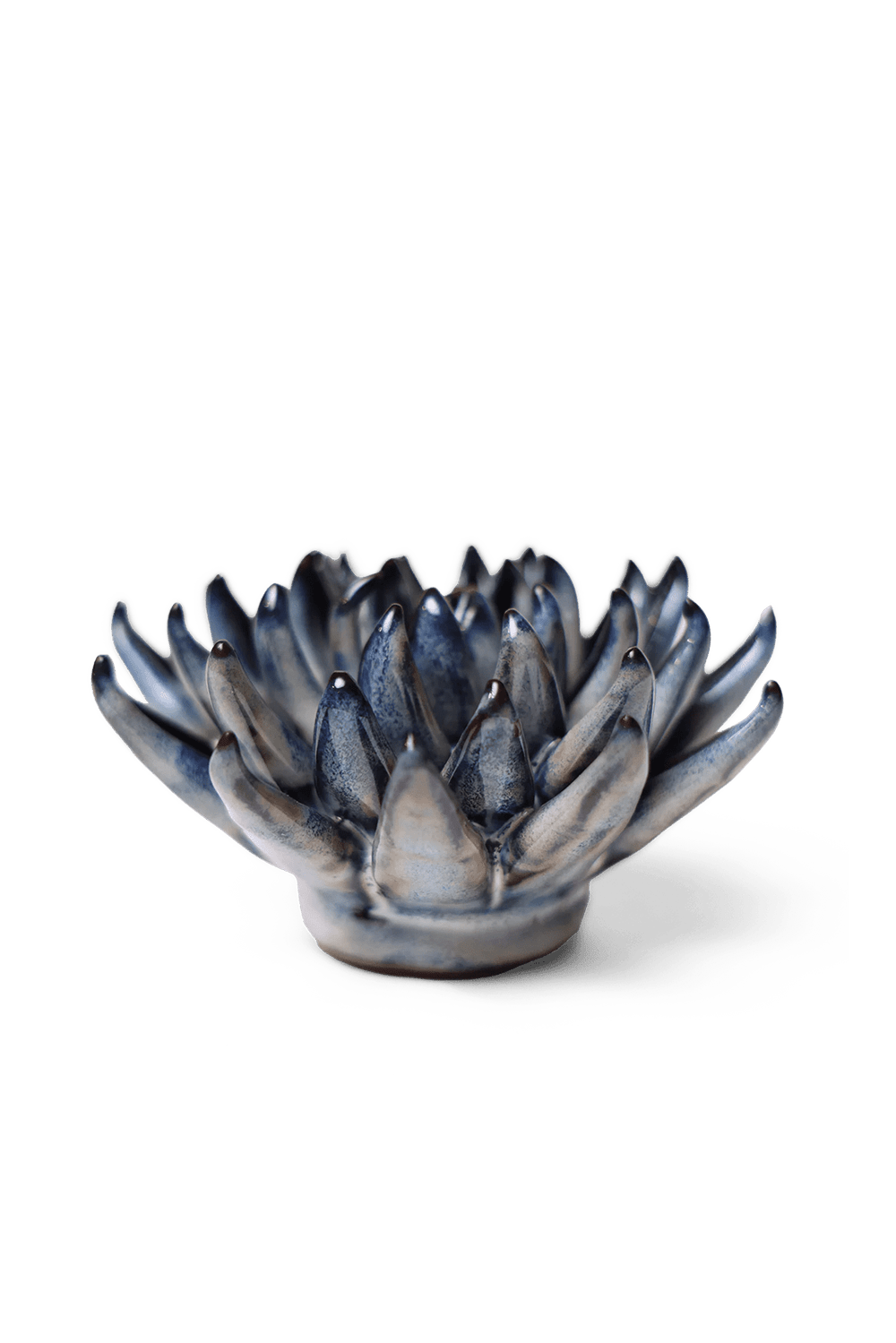 Navy Blue Chalksticks Succulent - Chive UK