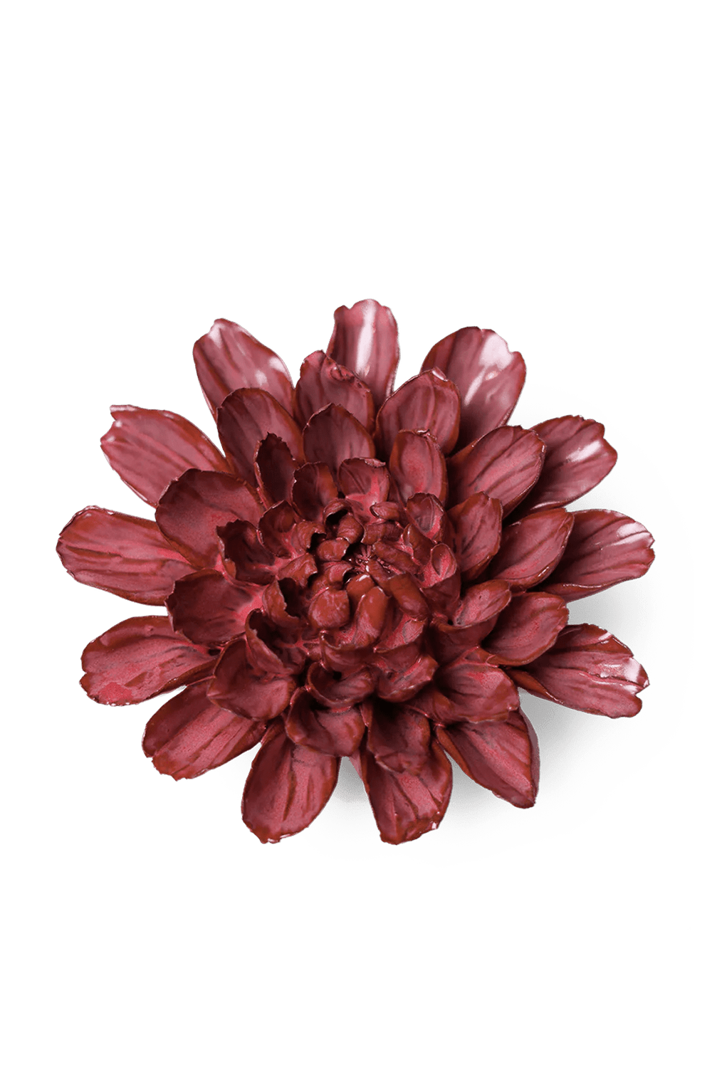 Blush Pink Star Dahlia - Chive UK