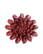 Blush Pink Star Dahlia - Chive UK