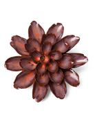 Japan Ceramic Flower Rust Daisy - Chive UK