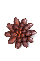 Peach Mocha Cornflower - Chive UK