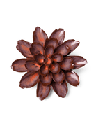 Peach Mocha Cornflower - Chive UK