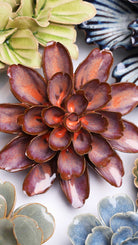 Peach Mocha Cornflower - Chive UK