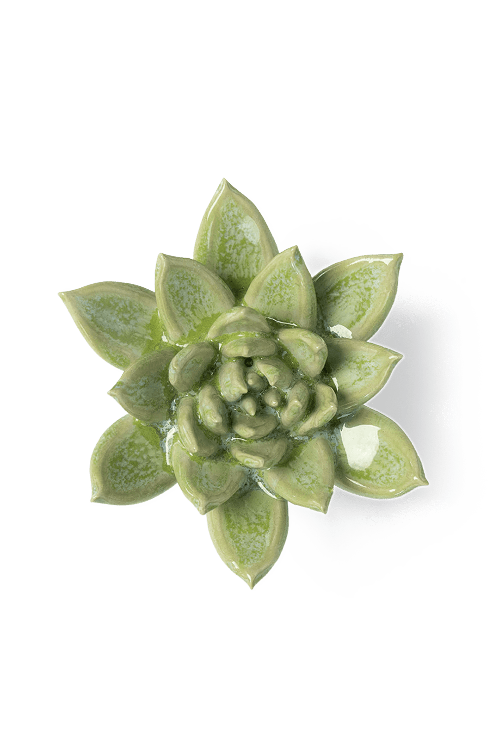 Pea Green Ghost Succulent - Chive UK