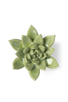 Pea Green Ghost Succulent - Chive UK