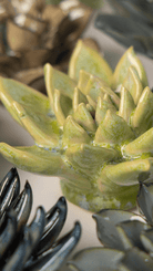 Pea Green Ghost Succulent - Chive UK