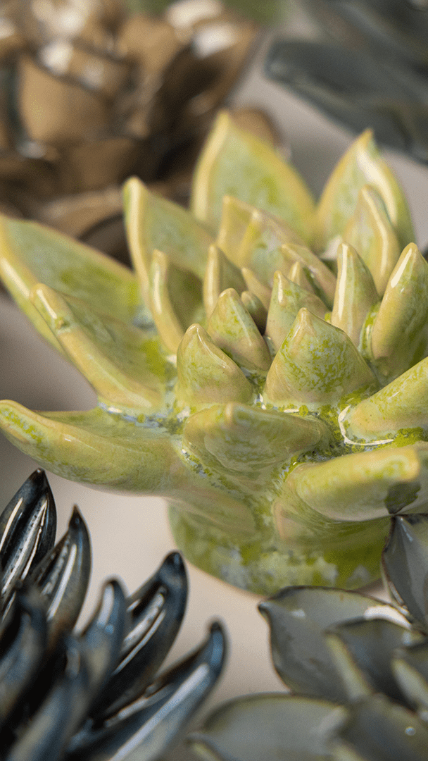 Pea Green Ghost Succulent - Chive UK