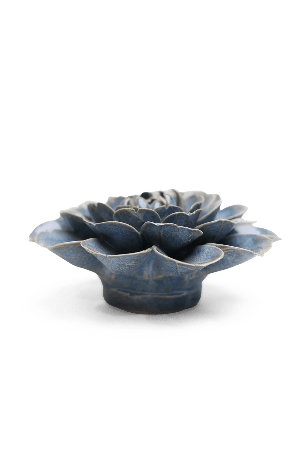 Fancy Blue Fiesta Marigold - Chive UK