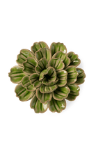 Avocado Green Petunia - Chive UK
