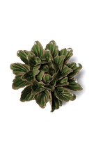 Avocado Green Sorbet Peony - Chive UK