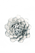 Nantucket Ceramic Flower Blue White Tree Peony - Chive UK