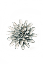 Nantucket Ceramic Flower Blue White Daisy - Chive UK