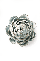 Nantucket Ceramic Flower Blue White Peony - Chive UK