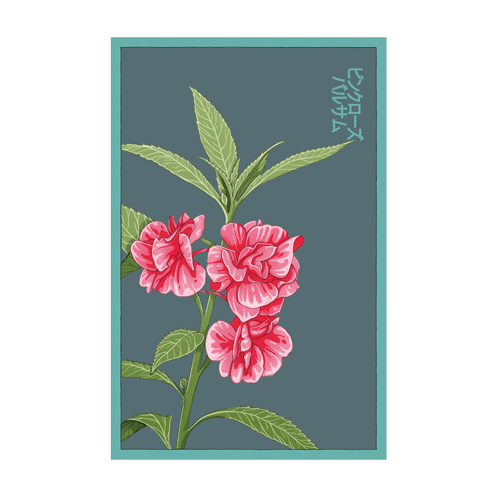 Pink Rose Balsam Flower Seeds Packet - Chive UK