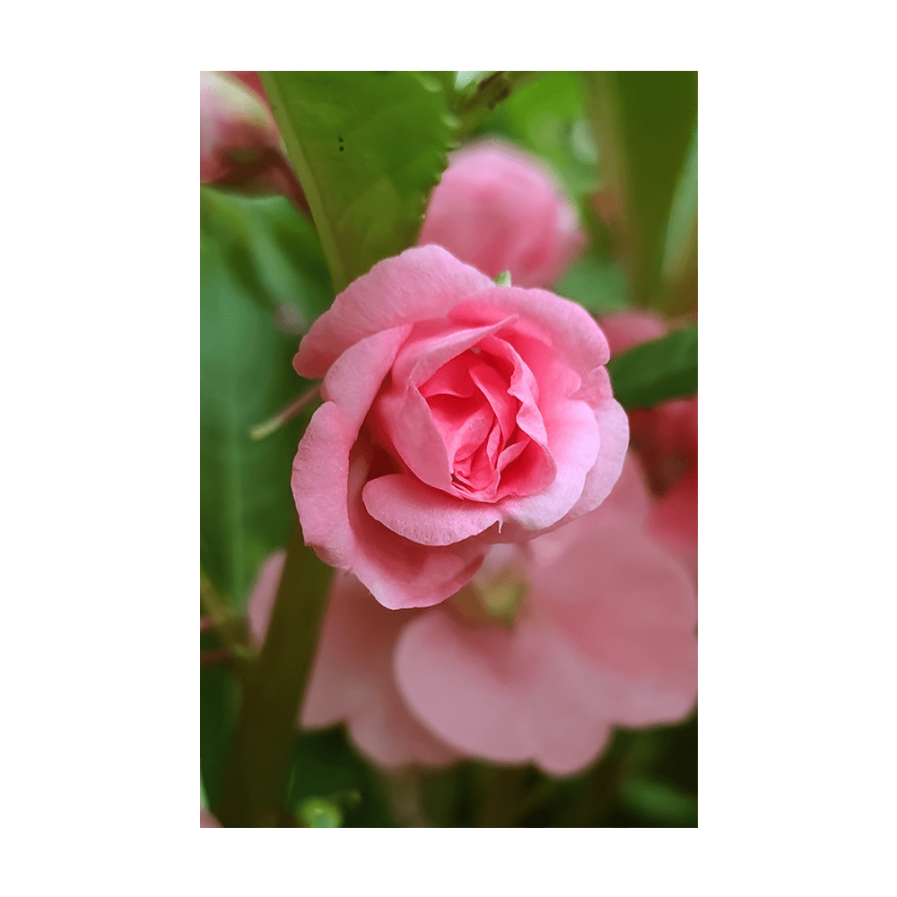 Pink Rose Balsam Flower Seeds Packet - Chive UK