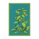 Basil Herb Seeds Packet - Chive UK