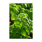 Basil Herb Seeds Packet - Chive UK