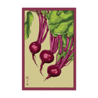 Beet Vegetable Seeds Packet - Chive UK