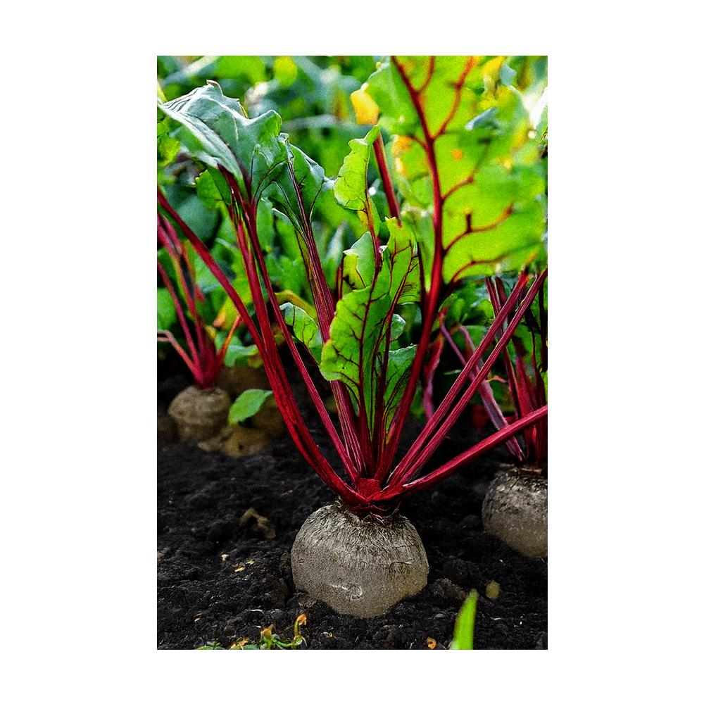 Beet Vegetable Seeds Packet - Chive UK