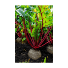 Beet Vegetable Seeds Packet - Chive UK