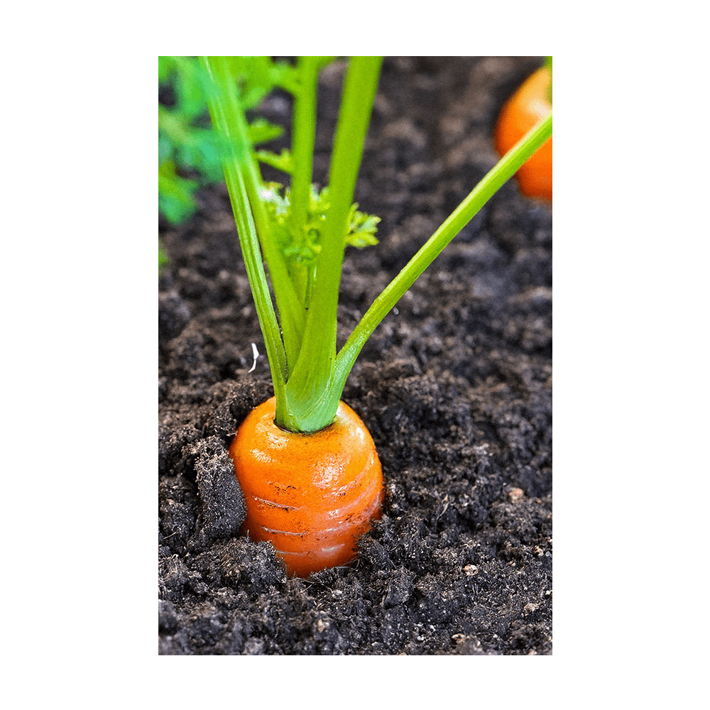 Carrot Vegetable Seeds Packet - Chive UK