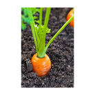 Carrot Vegetable Seeds Packet - Chive UK