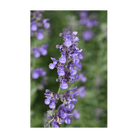 Catnip Flower Seeds Packet - Chive UK
