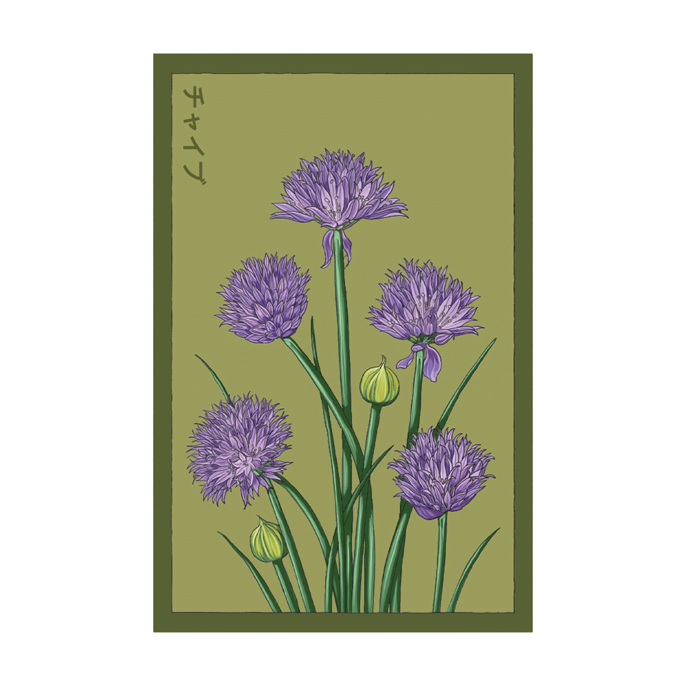 Chives Herb Seeds Packet - Chive UK