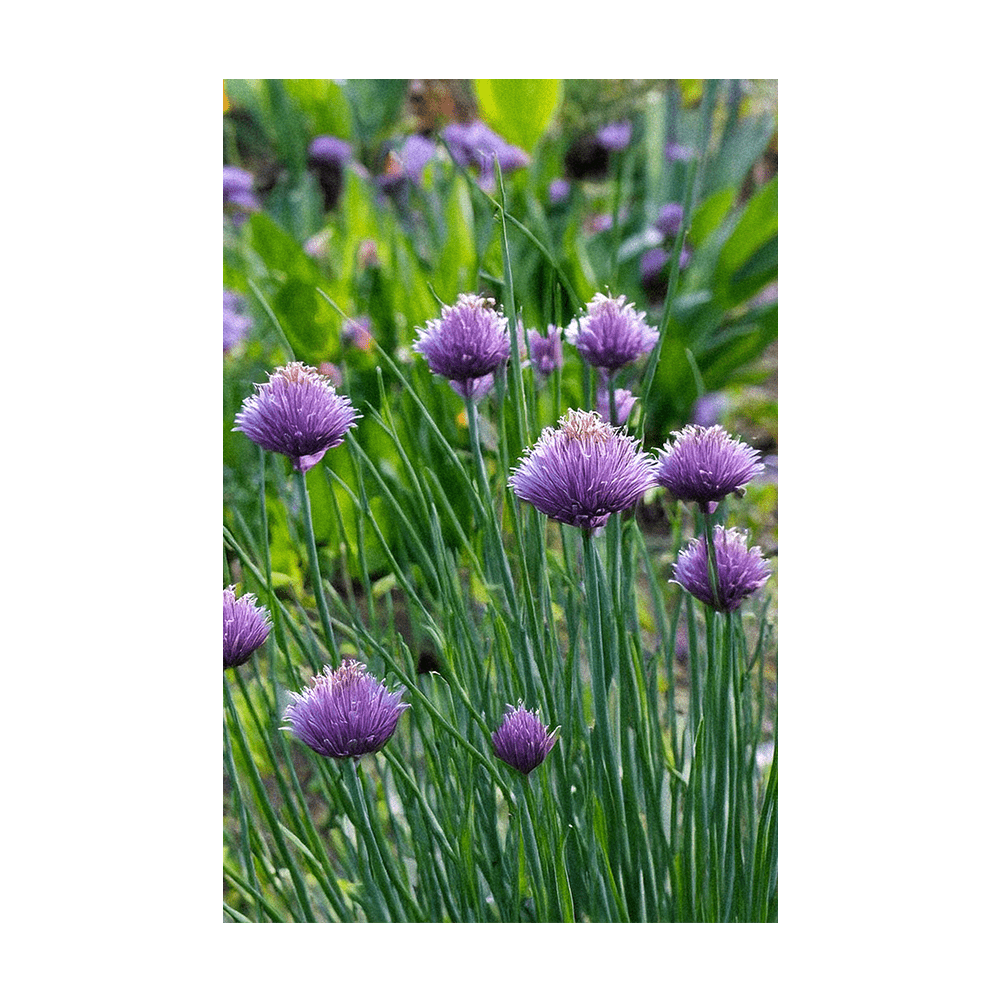 Chives Herb Seeds Packet - Chive UK