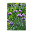 Chives Herb Seeds Packet - Chive UK