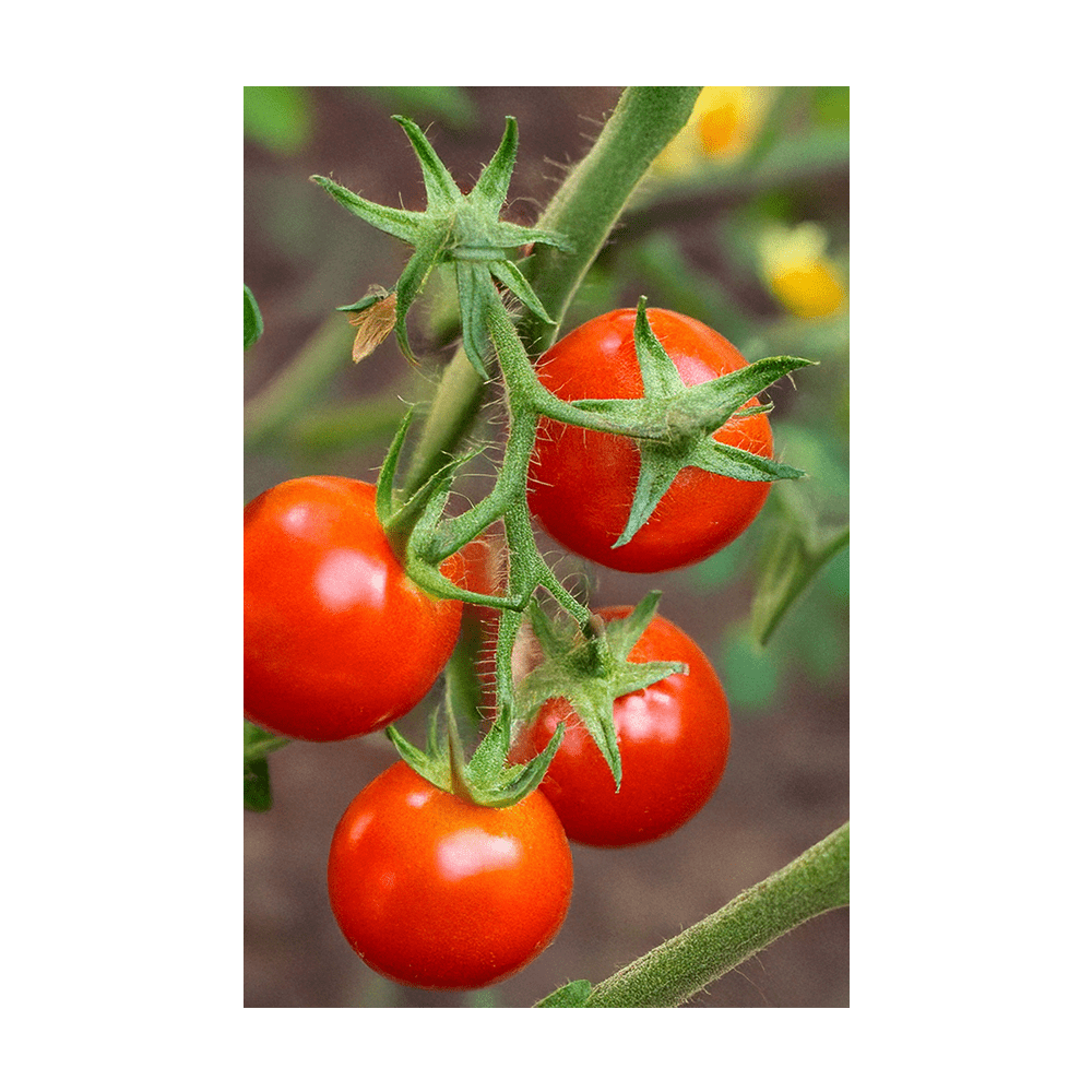 Cherry Tomato Vegetable Seeds Packet - Chive UK