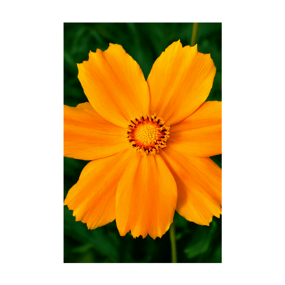 Big Flower Coreopsis Flower Seeds Packet - Chive UK