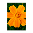 Big Flower Coreopsis Flower Seeds Packet - Chive UK