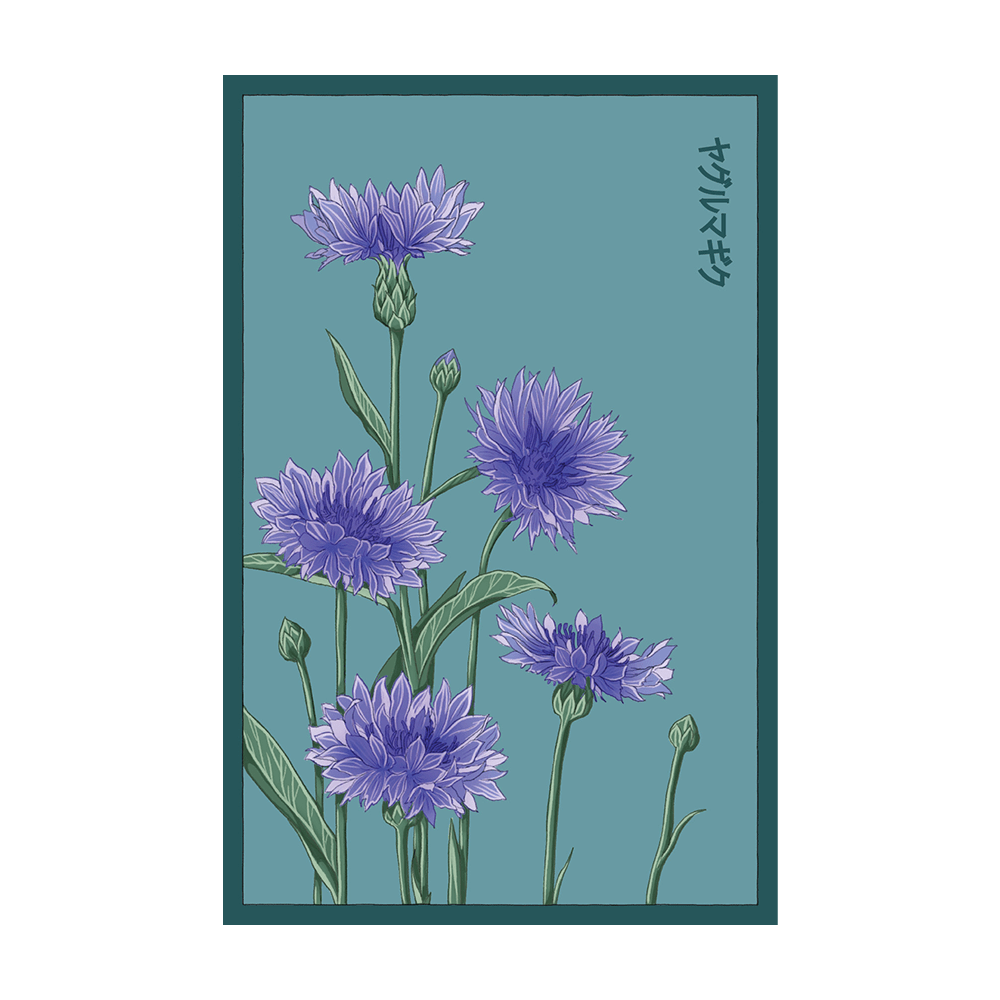 Blue Cornflower Flower Seeds Packet