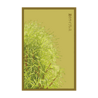 Summer Cypress Flower Seeds Packet - Chive UK