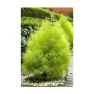 Summer Cypress Flower Seeds Packet - Chive UK